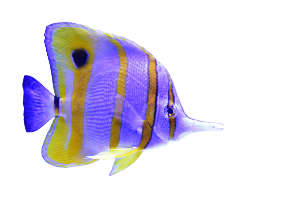 A purple and yellow fish is swimming on a white background