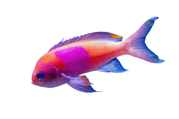 A purple and orange fish is swimming on a white background