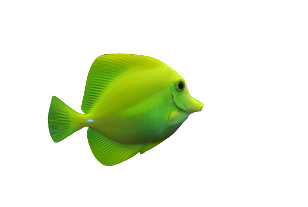 A yellow and green fish is swimming on a white background.