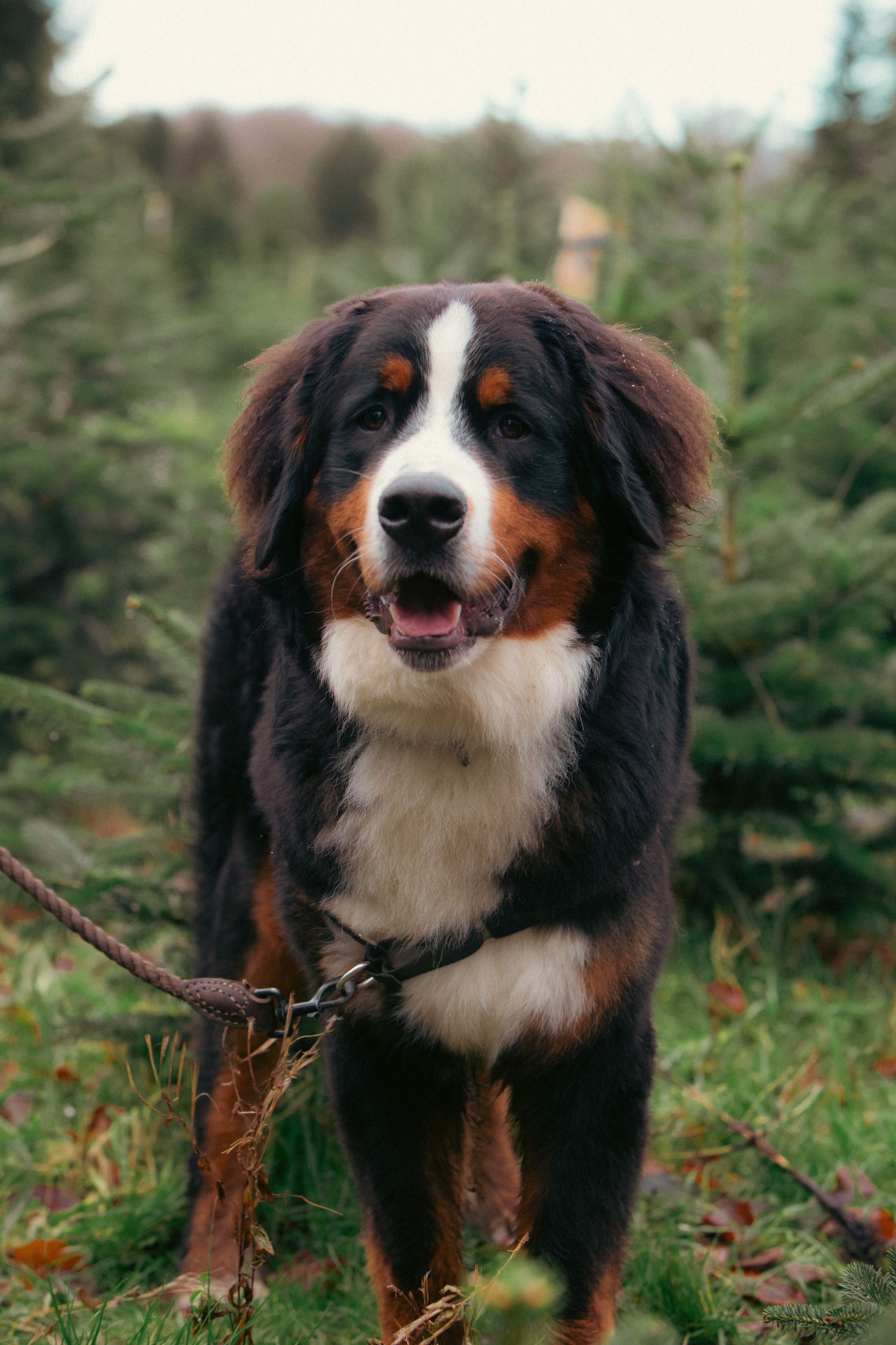 Bernese mountain dog standing outdoors on a leash in a grassy area with trees behind it