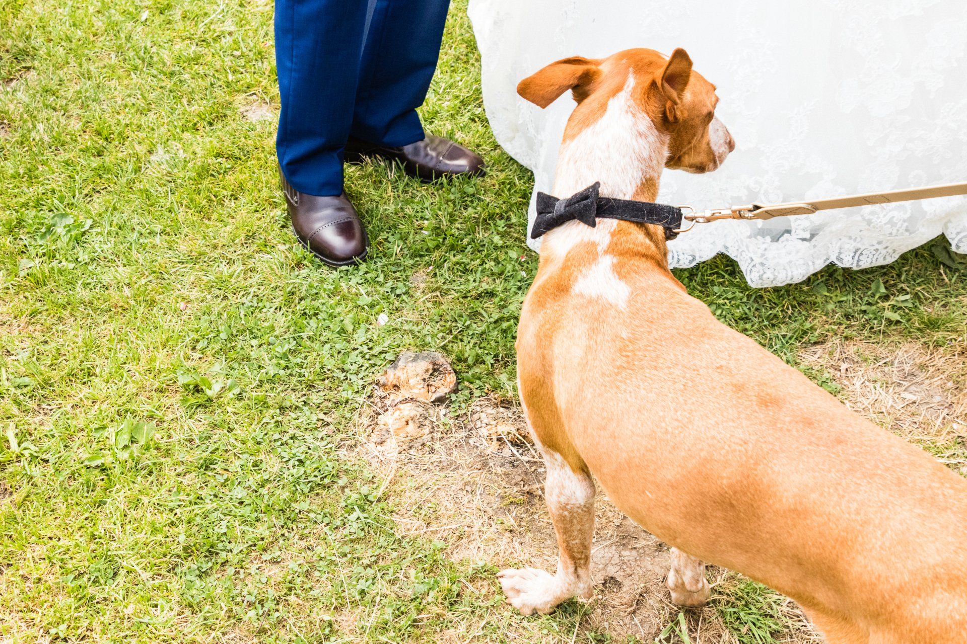wedding dog sitting