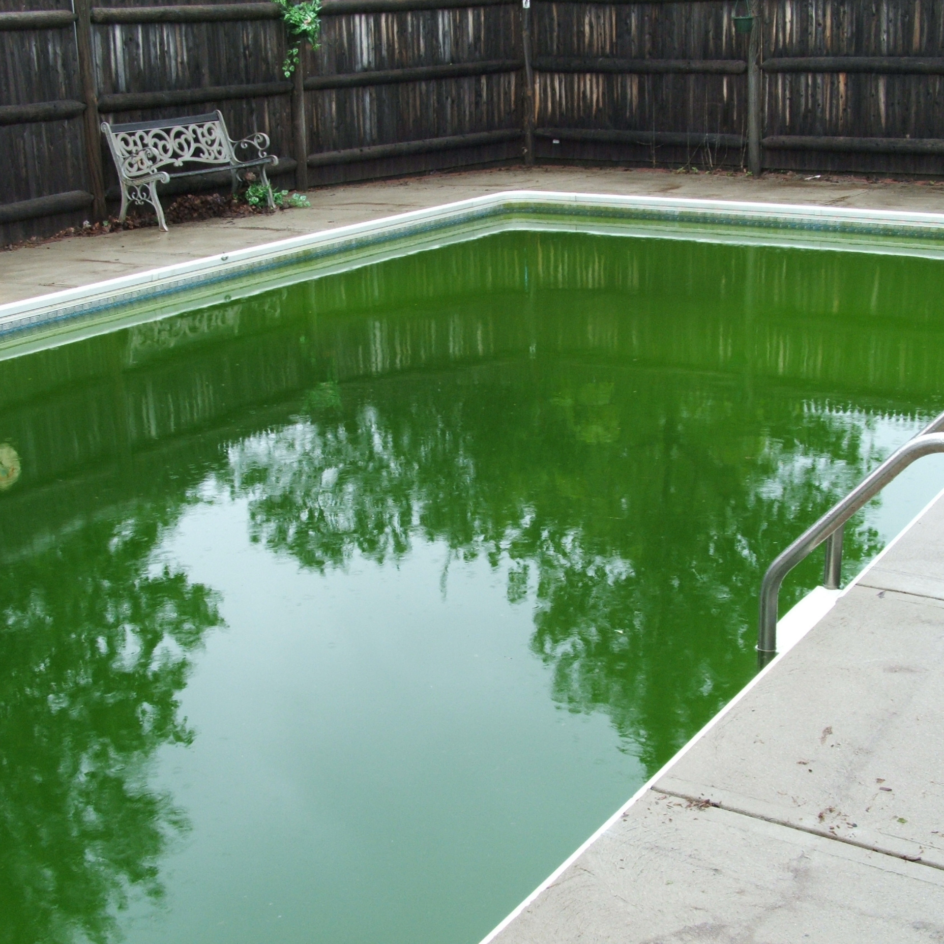 Dark green swimming pool before professional green pool recovery