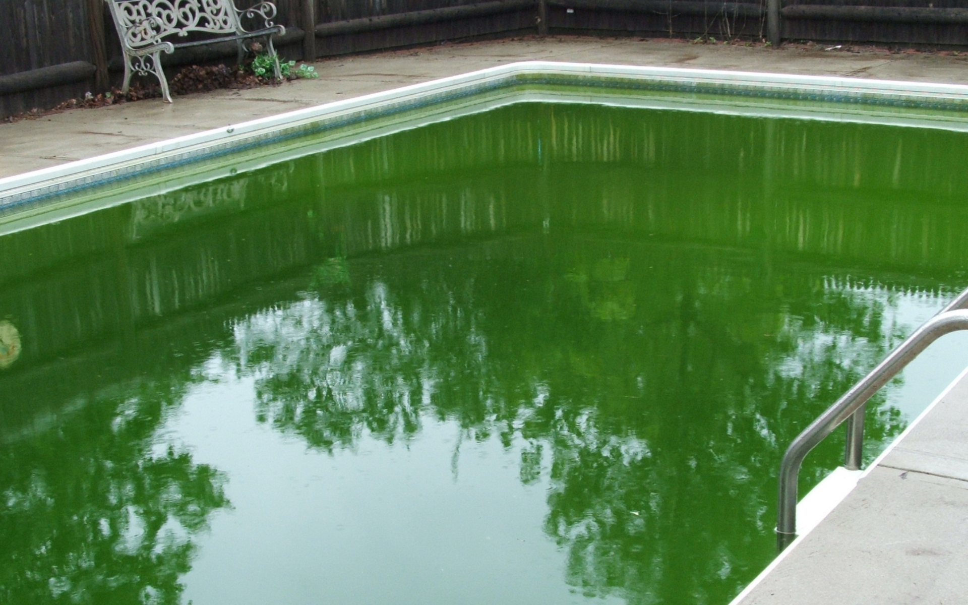 Green swimming pool with calm water and metal handrail beside the deck