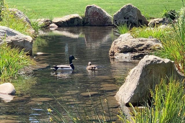 Pond in a Greenspace