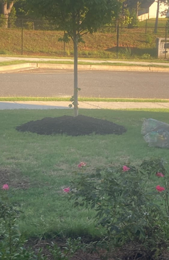 A tree is sitting in the middle of a lush green field next to a road.