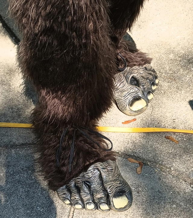 Black bear paws standing on concrete, one paw close to the camera with long claws visible