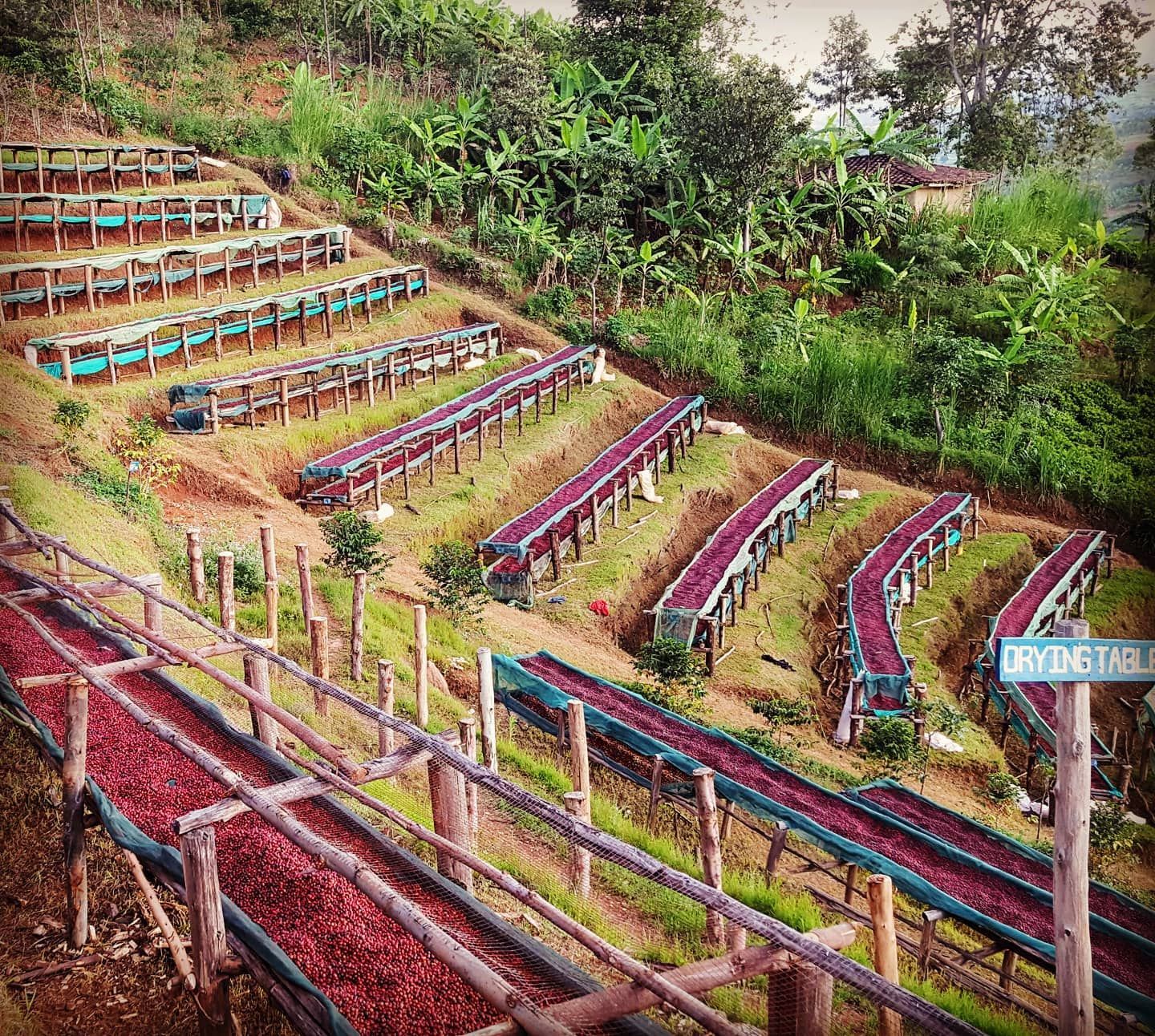 A Field of Drying Tables. Three Story Coffee Gets the Best Coffee Ingredients From Around the World