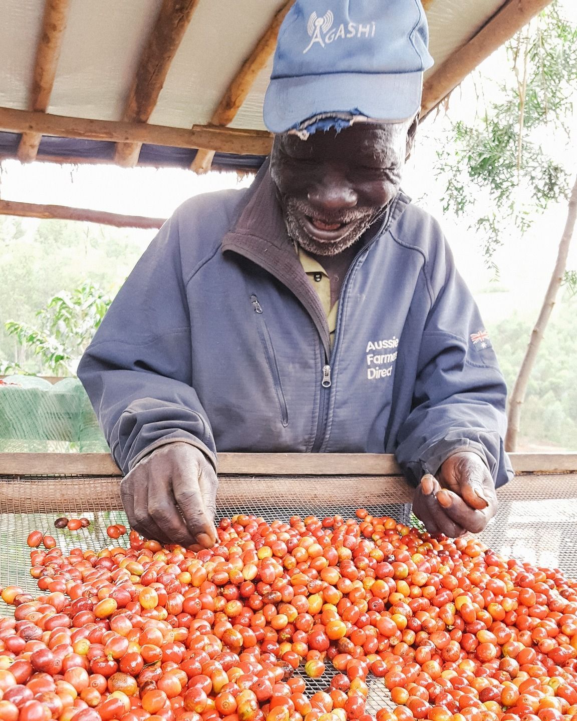 Man Picking Berries From Table. We Support Farmers Globally With Our Long Miles Partnership.