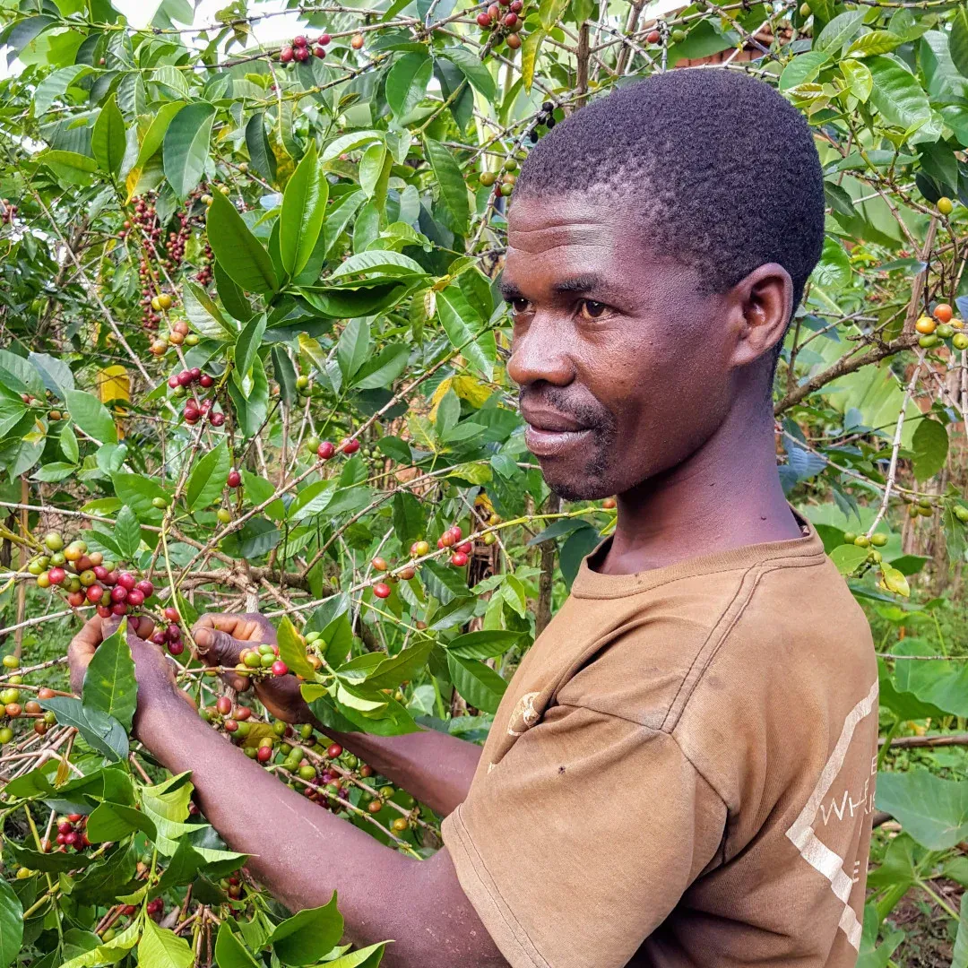 Man Picking Berries. Support Our Long Miles Partnership With a Coffee Subscription.
