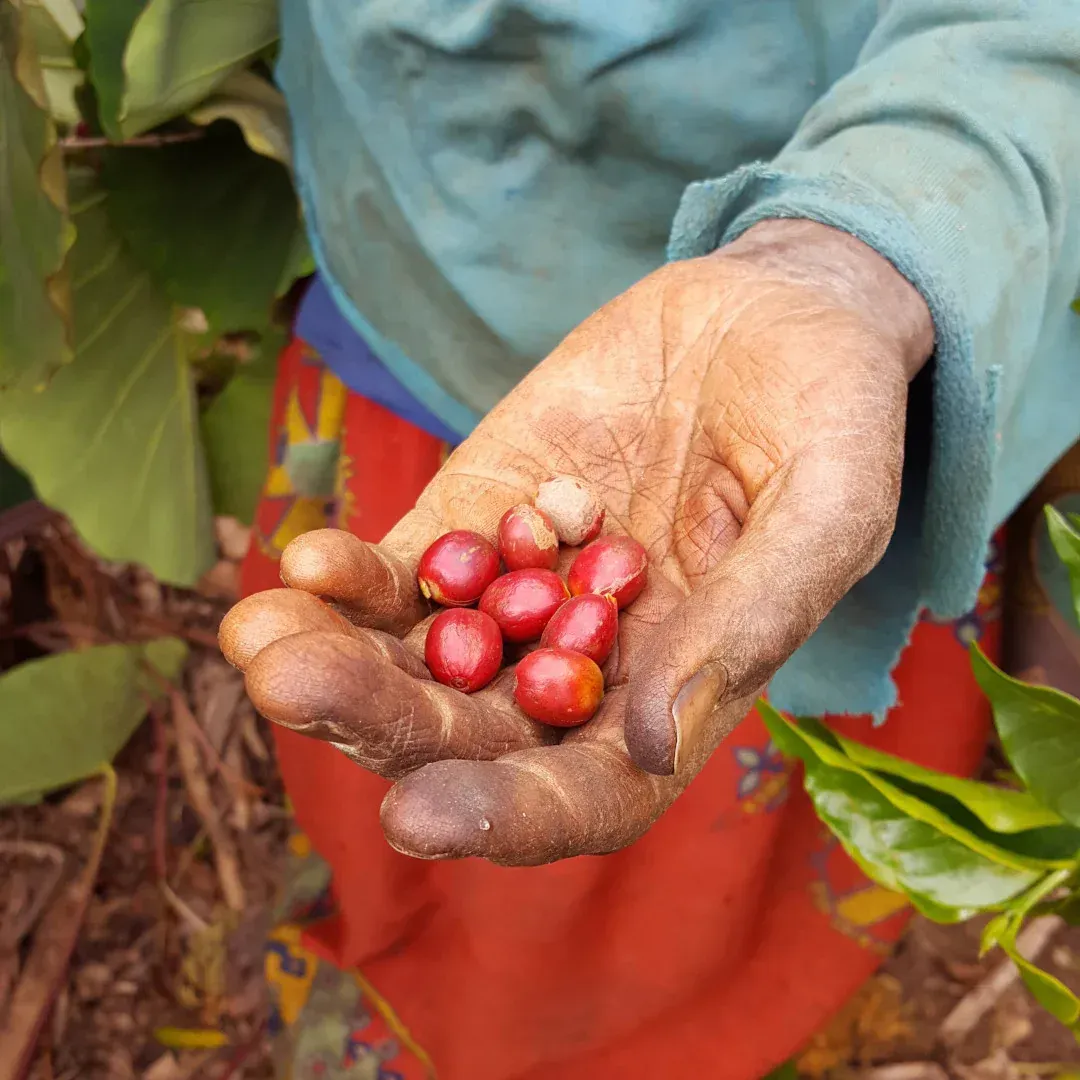 A Hand Full of Berries. Three Story Coffee Sells Premium Coffee Sourced From Ingredients in Burundi.