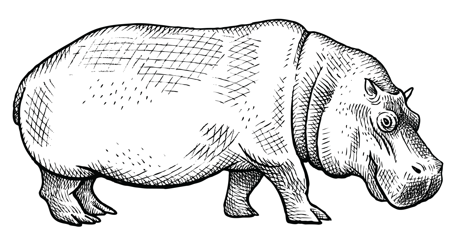 sketch of hippo