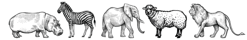 assorted group of a sketch of safari animals, included a rhino, zebra, elephant, lamb, and lion