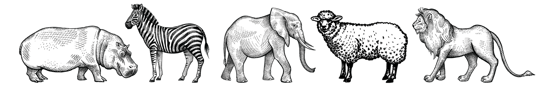 assorted group of a sketch of safari animals, included a rhino, zebra, elephant, lamb, and lion