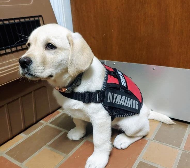 Fenton Therapy Dog