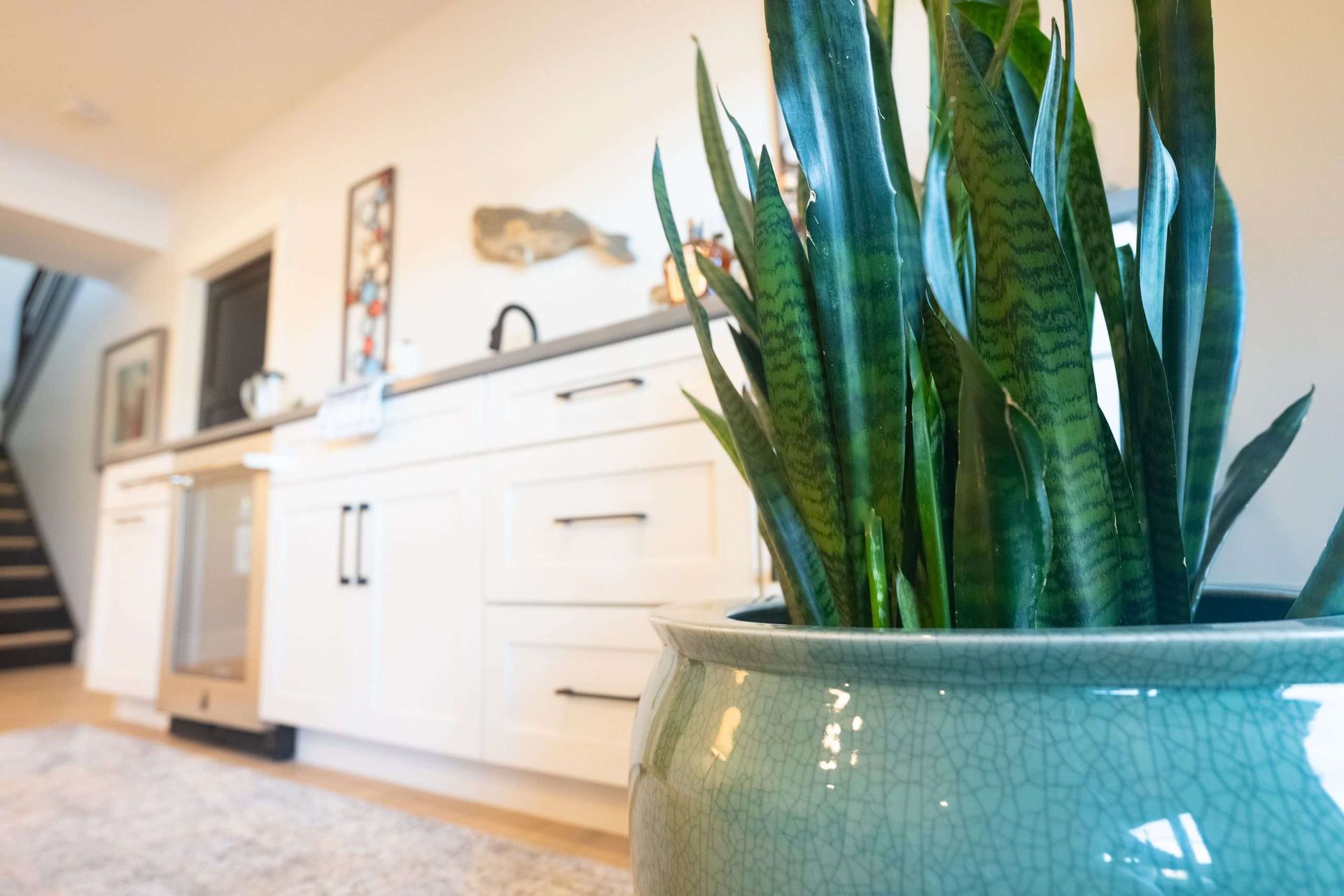 Tall green houseplant in a blue pot in a bright hallway with white cabinets and a staircase in the background