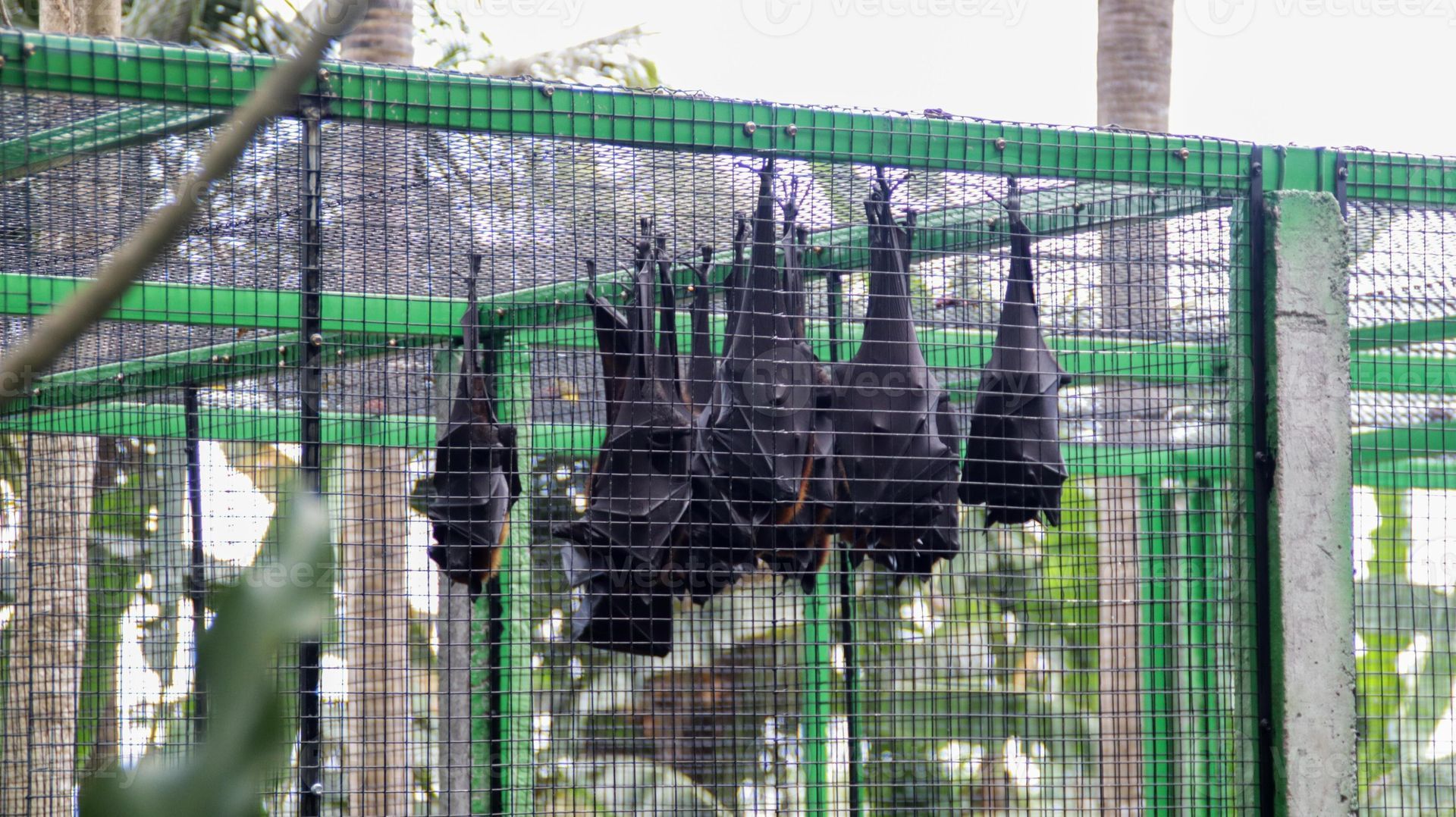 Black bats hanging upside down inside a green wire enclosure outdoors