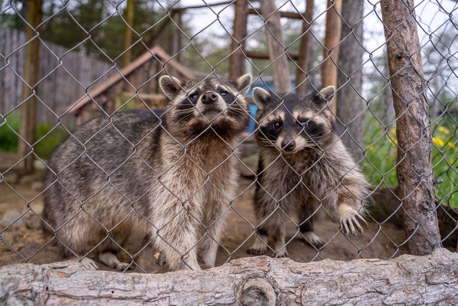 Two raccoons standing behind a wire fence in a wooded enclosure