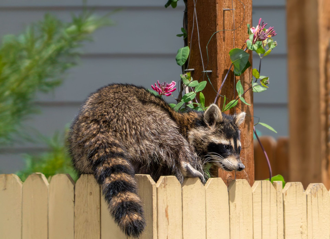 Raccoon walking along a wooden fence beside flowers in a backyard