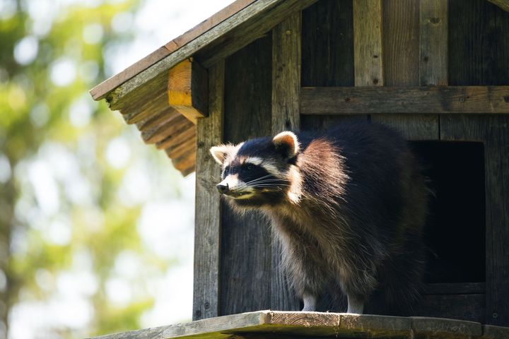 Raccoon peering from a wooden birdhouse in sunlight