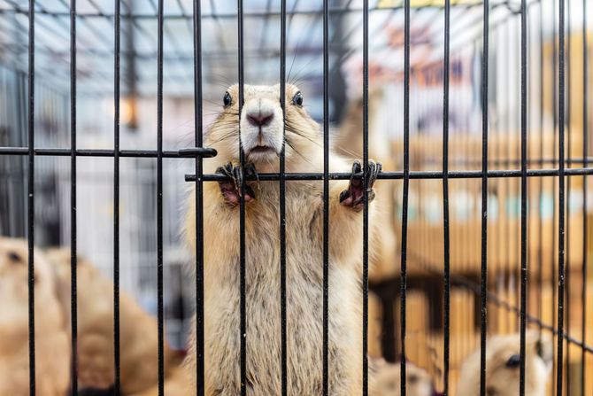 Groundhog behind cage bars in a zoo enclosure, with other groundhogs blurred in the background