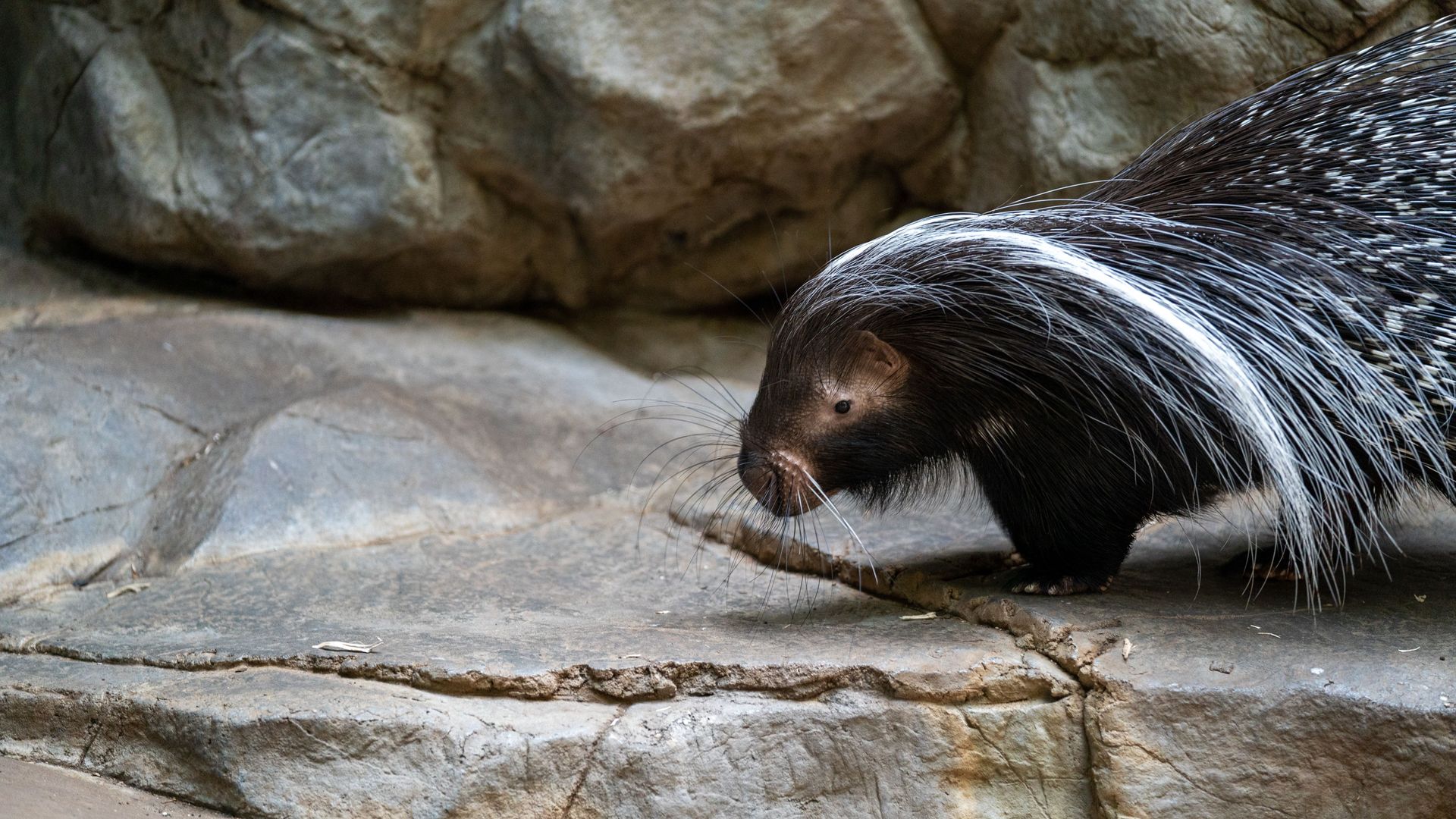 A black-and-white porcupine walking on a rocky surface near water