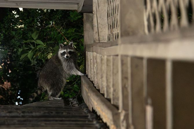 Raccoon on a wooden staircase beside a house at night