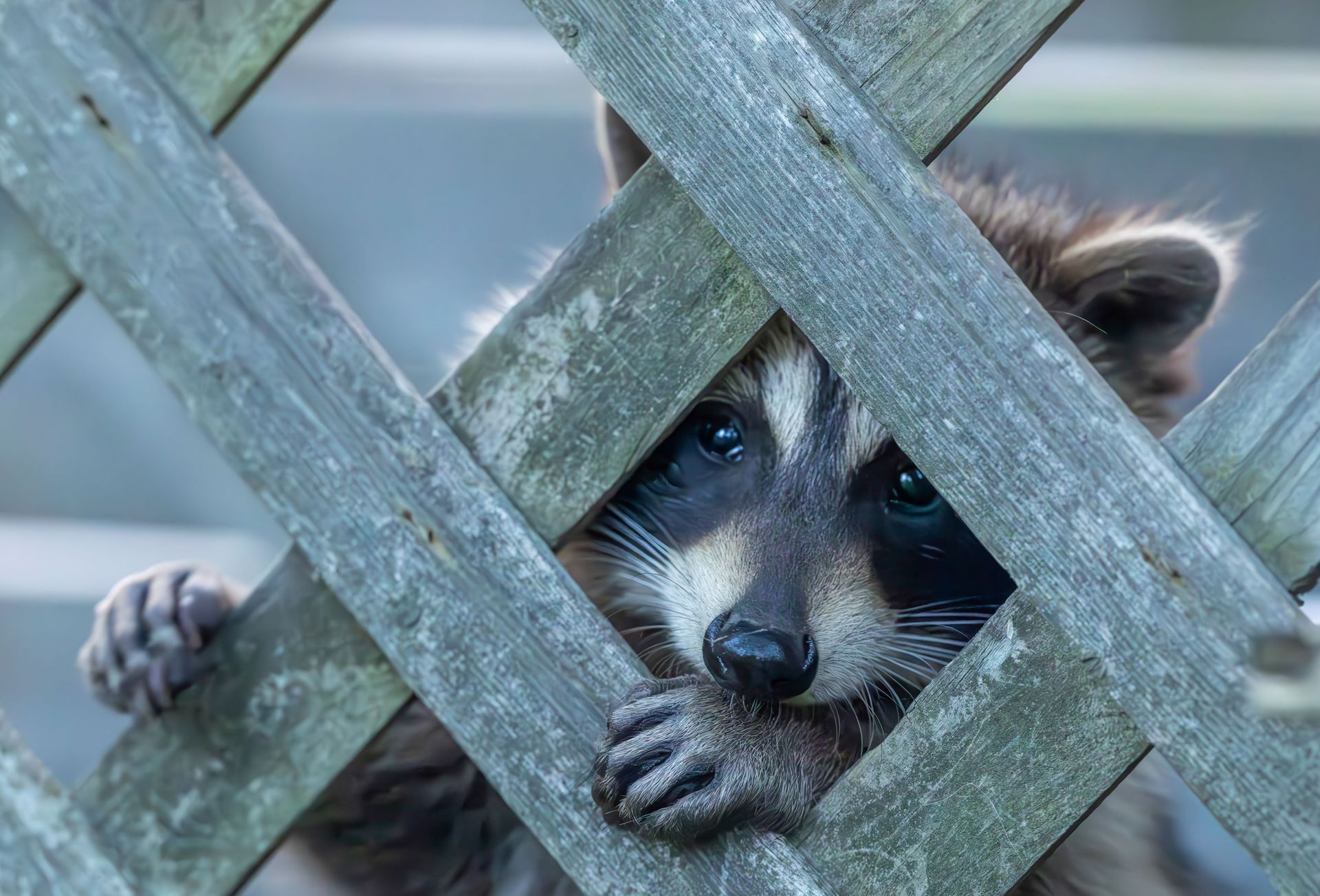 Raccoon peeking through a wooden lattice, gripping the slats with its paws.
