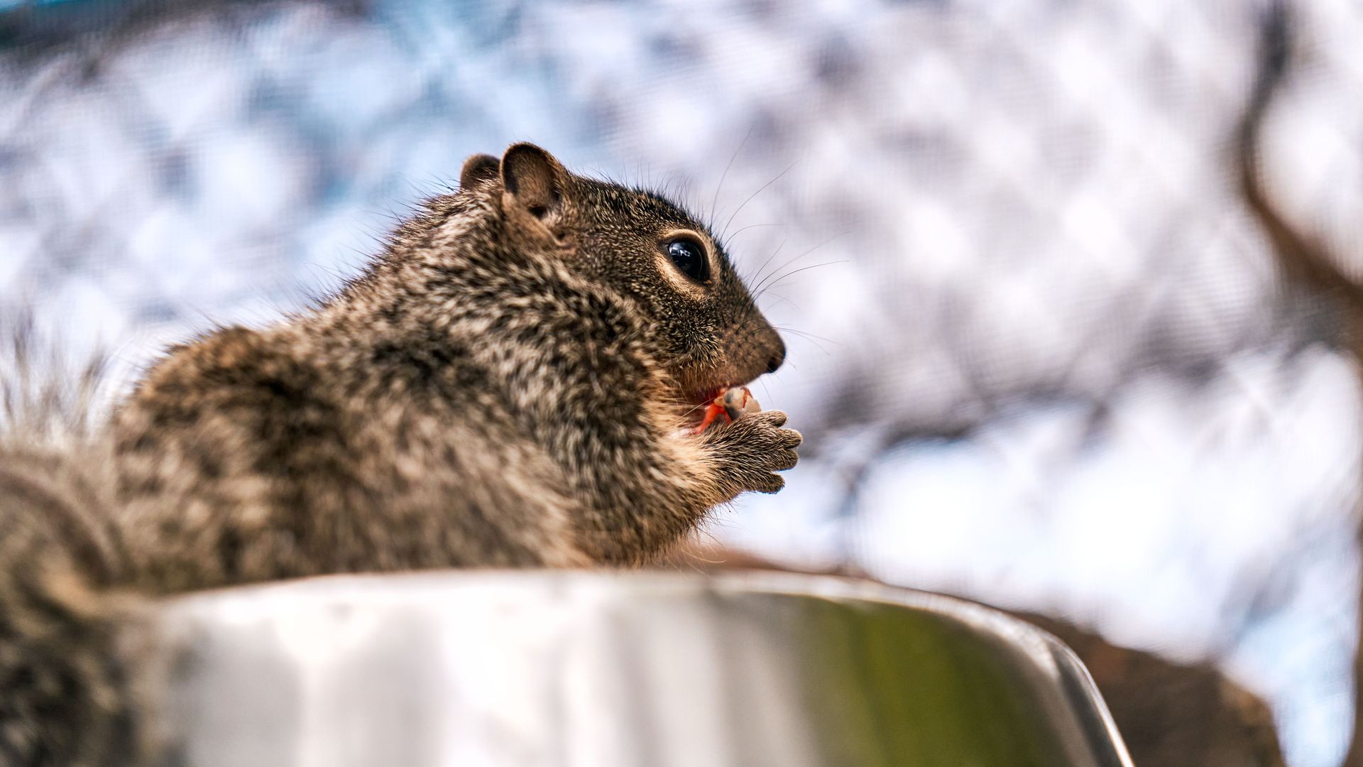Squirrel eating a berry on a ledge, with blurred fence in the background