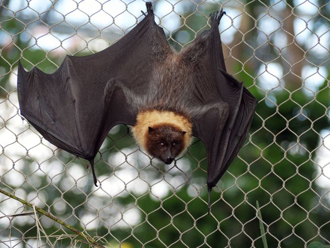 Bat hanging upside down on a wire fence, wings spread, with blurred trees in the background
