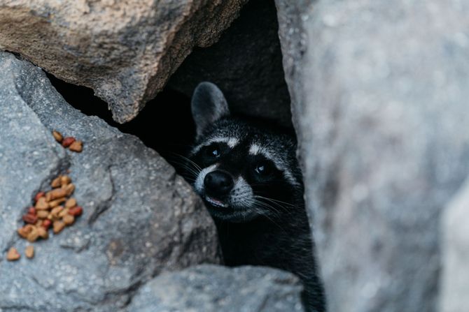 Raccoon peeking from rocky crevice beside scattered peanuts