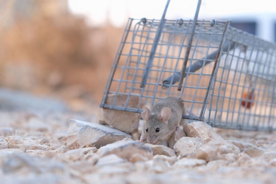Mouse beside a tipped wire trap on rocky ground, with a blurred outdoor background