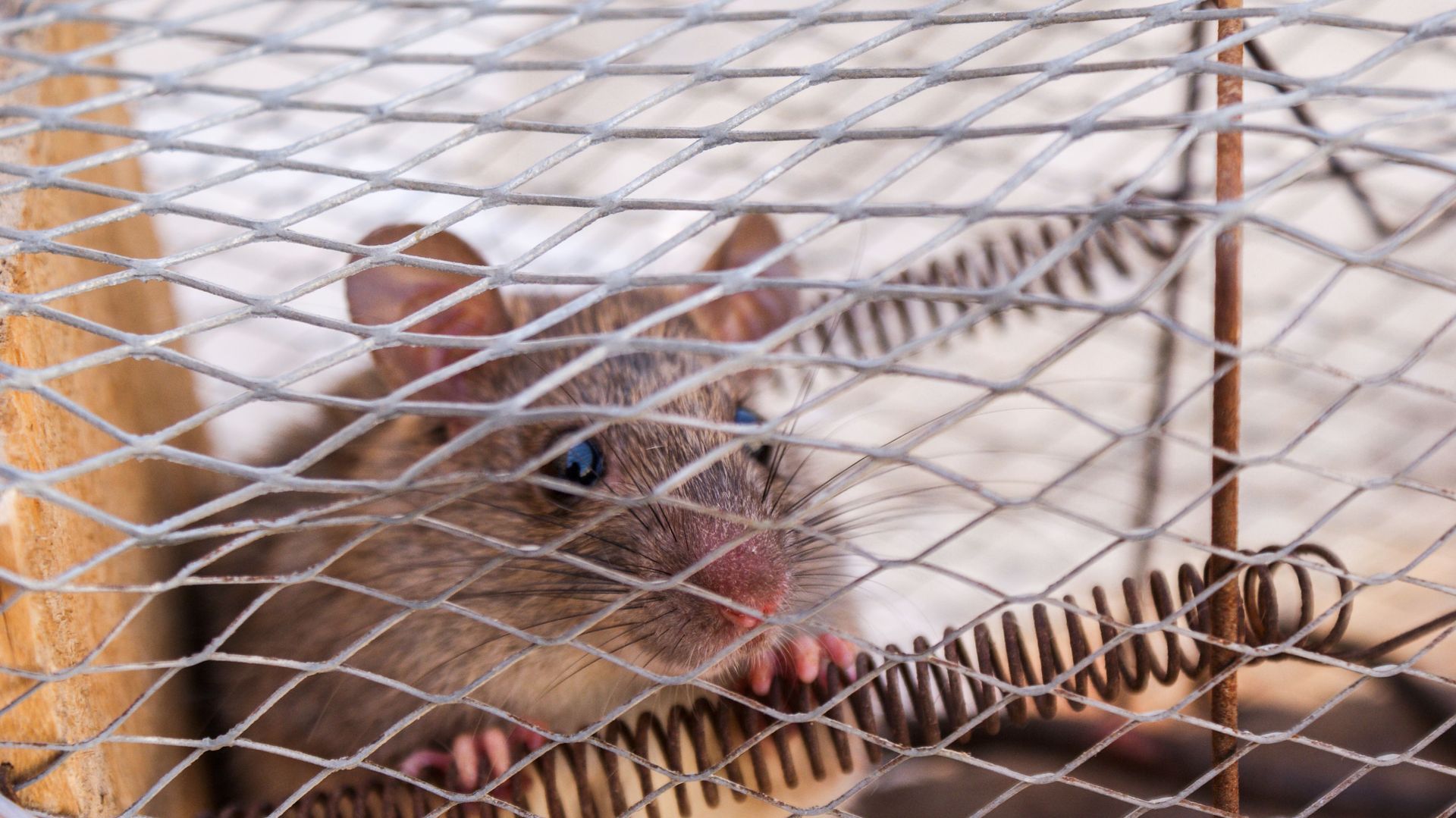 Small brown mouse peering through a wire cage, with a pink nose and alert eyes