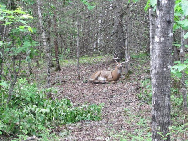 deer target