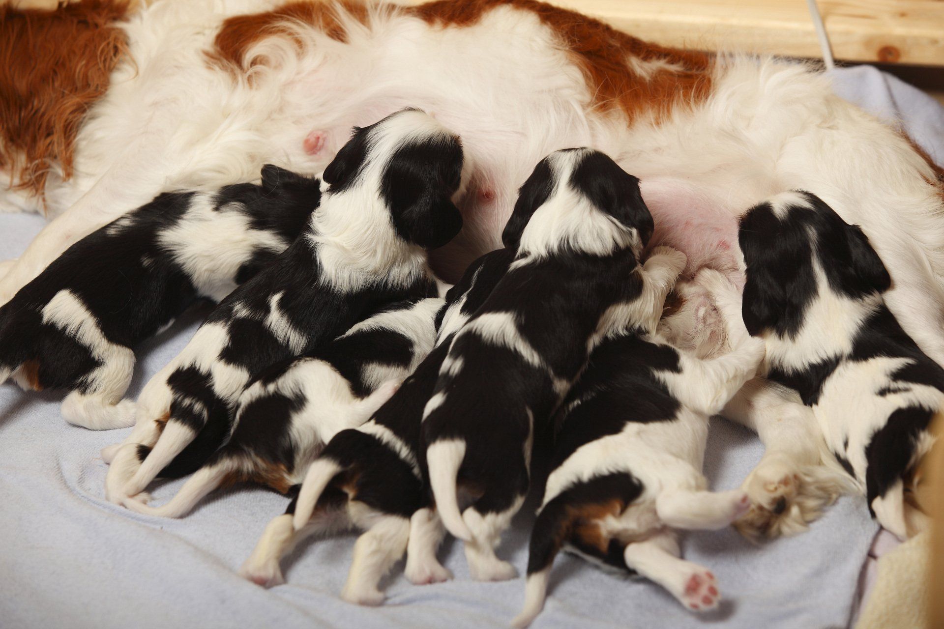 LITTER OF PUPPIES