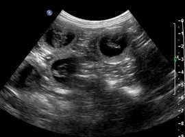 Pet Ultrasound Scanning services