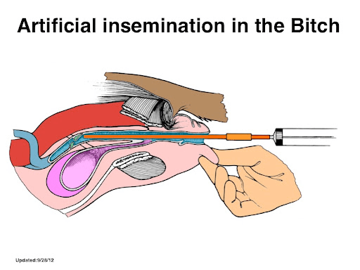 Artificial Insemination for dogs