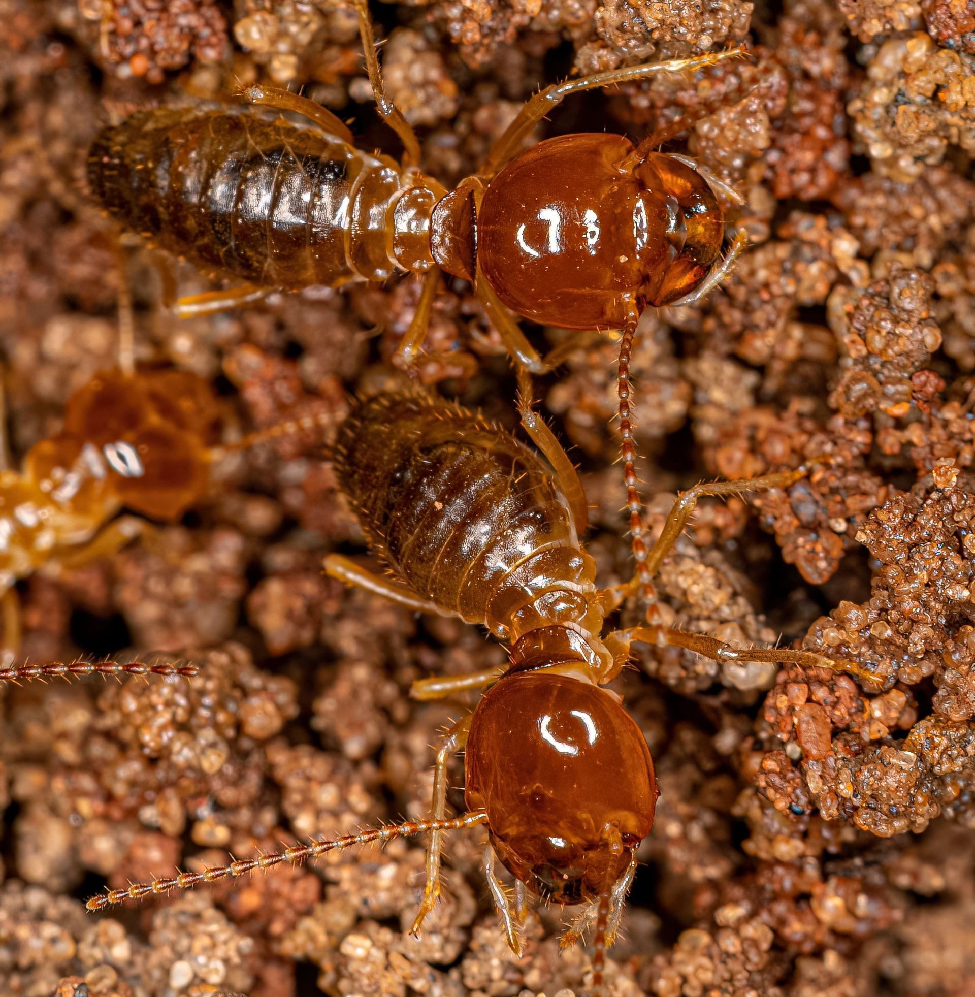 close up of termites