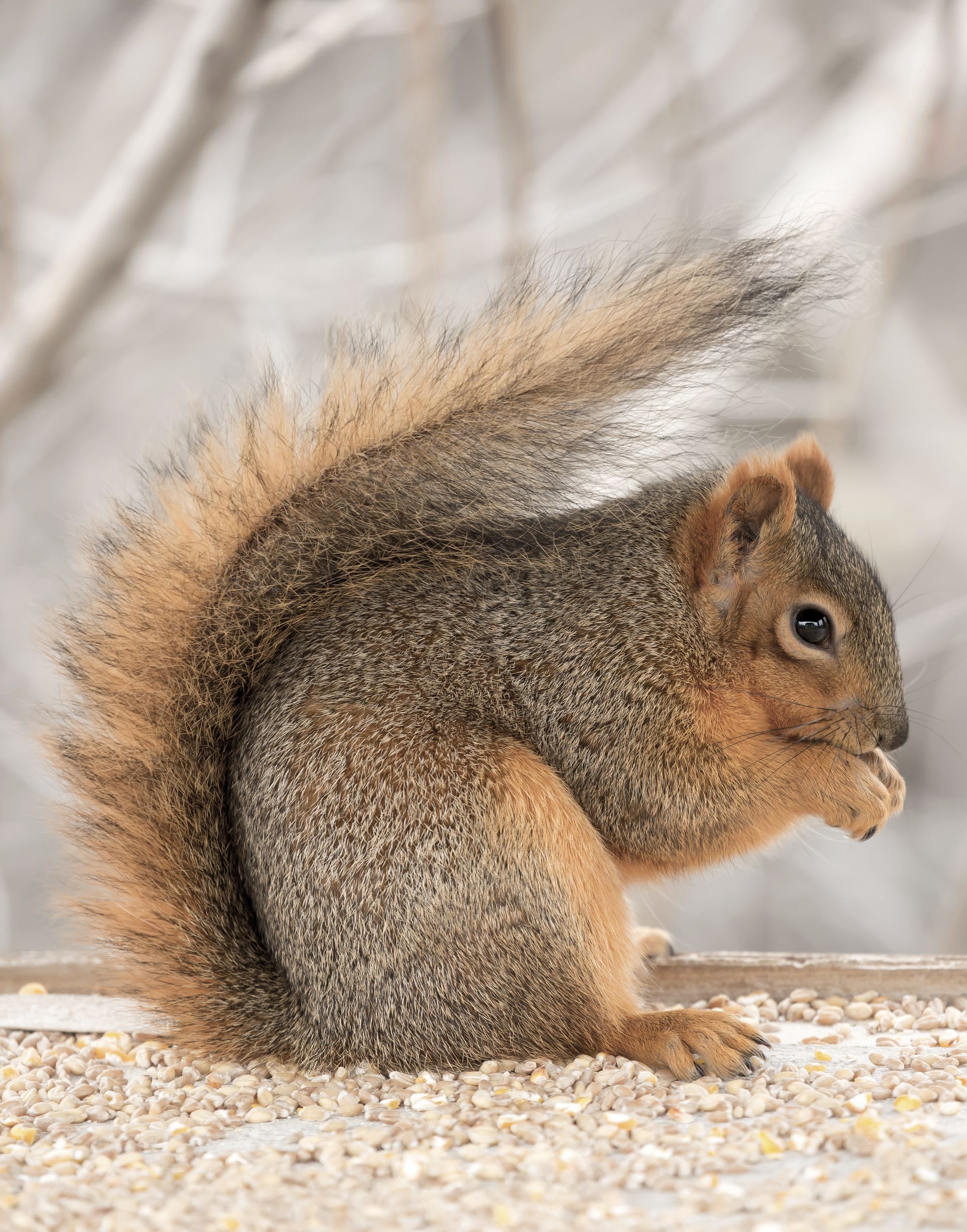 squirrel