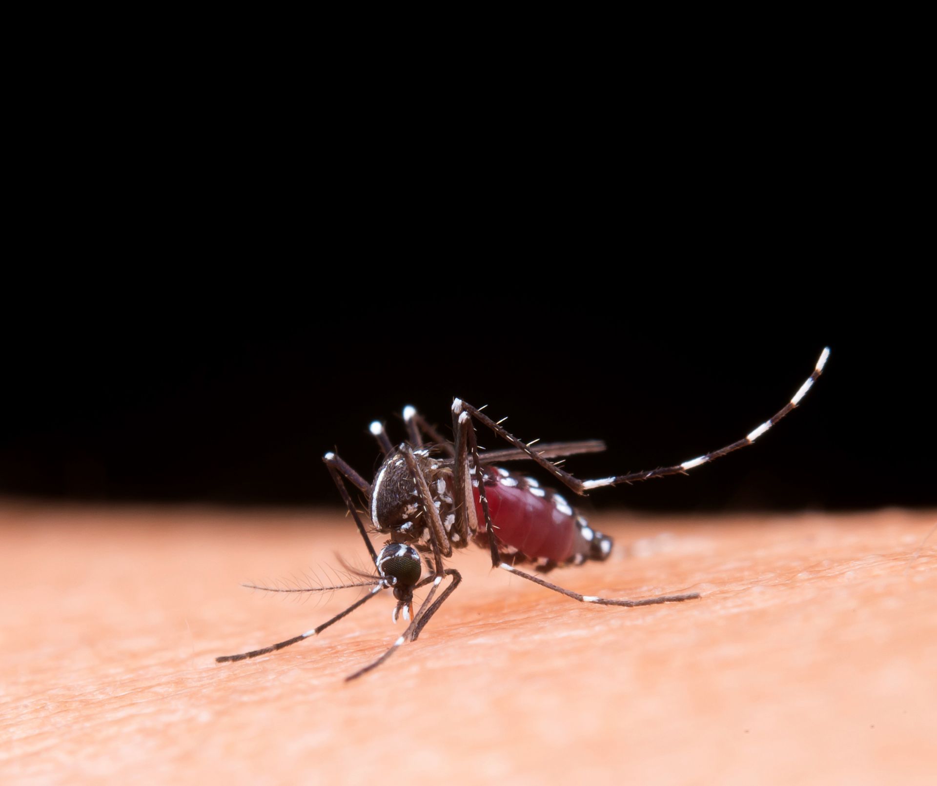 a close up of a mosquito