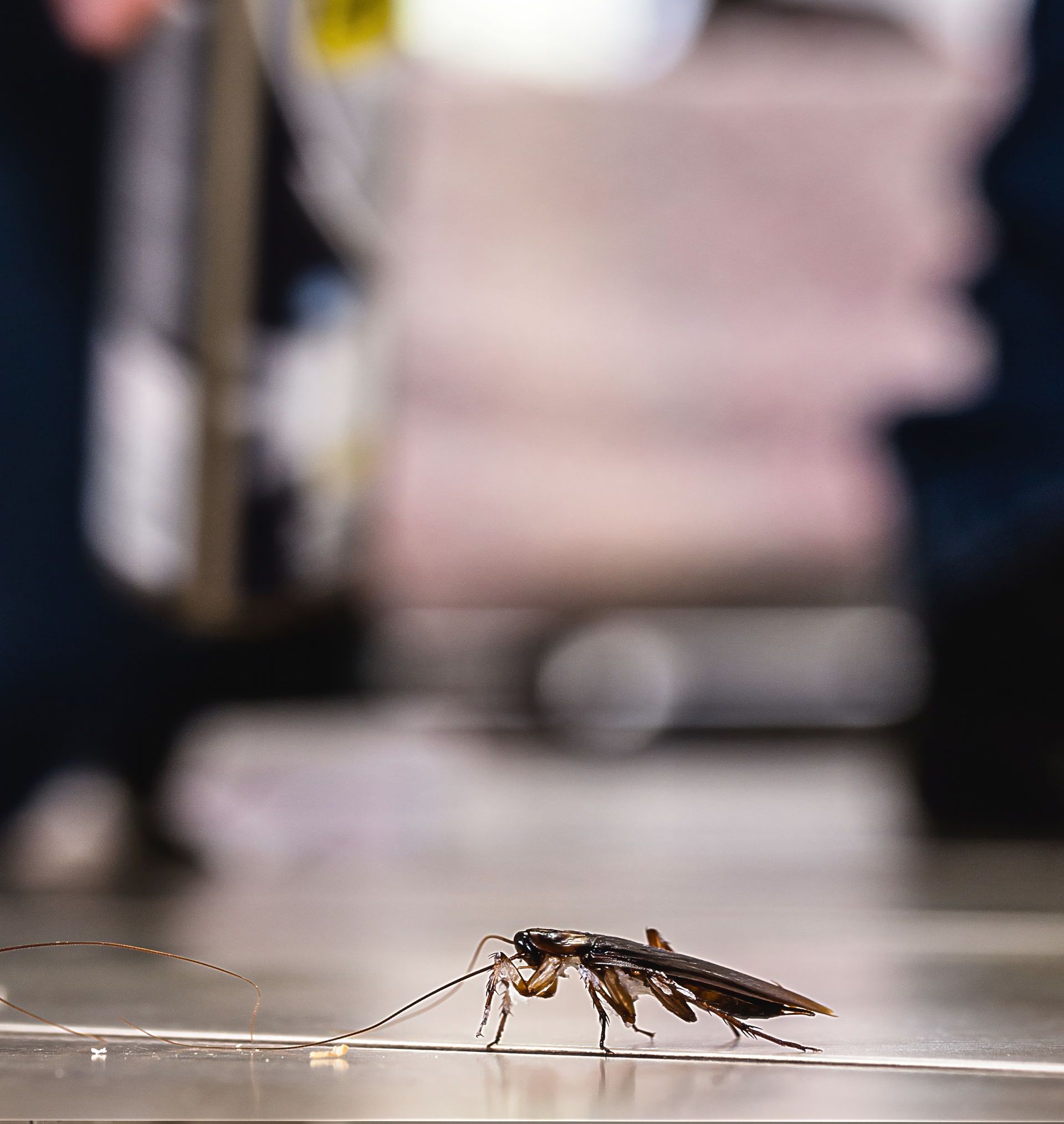 a cockroach is crawling on a metal surface