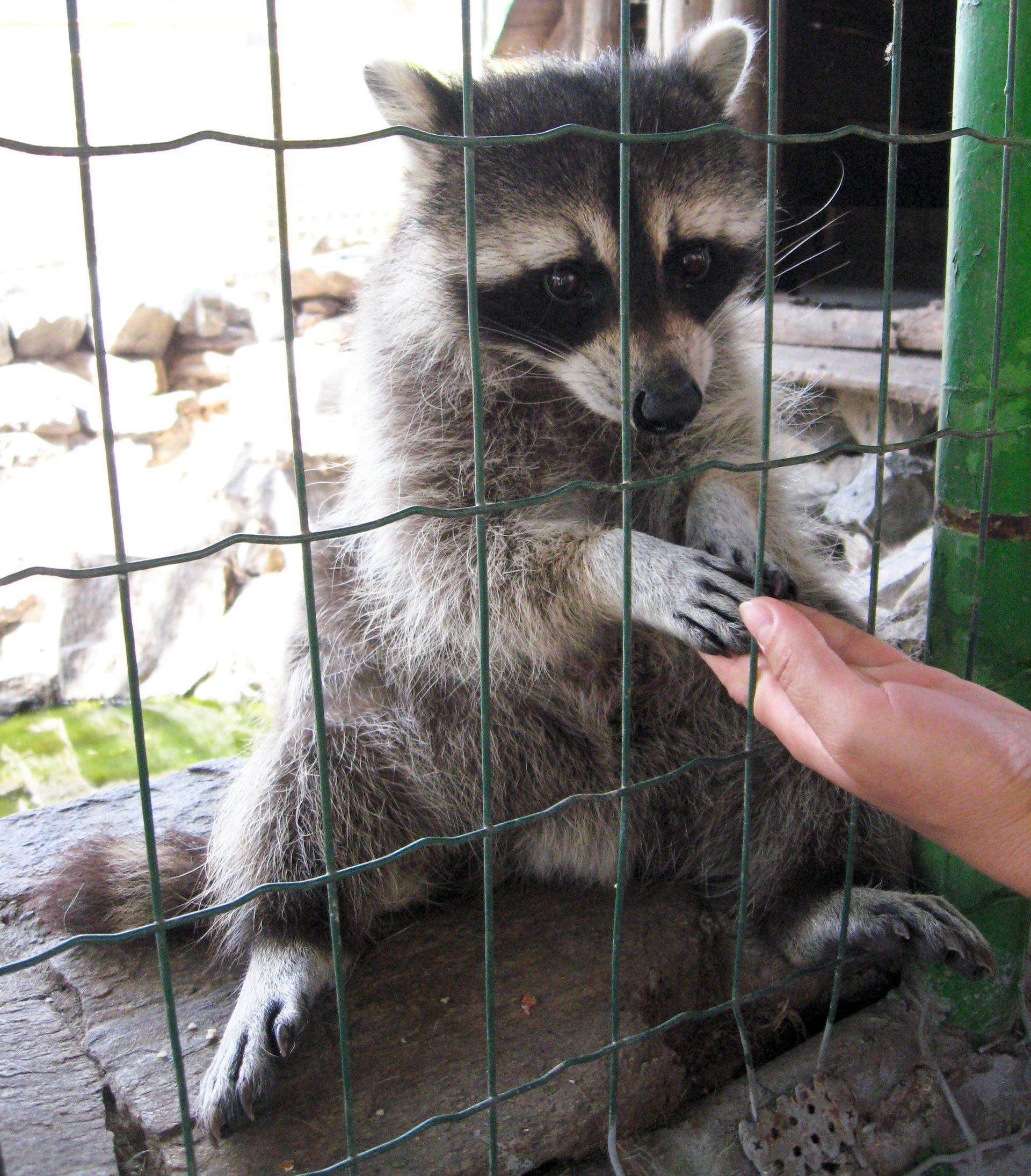 raccoon