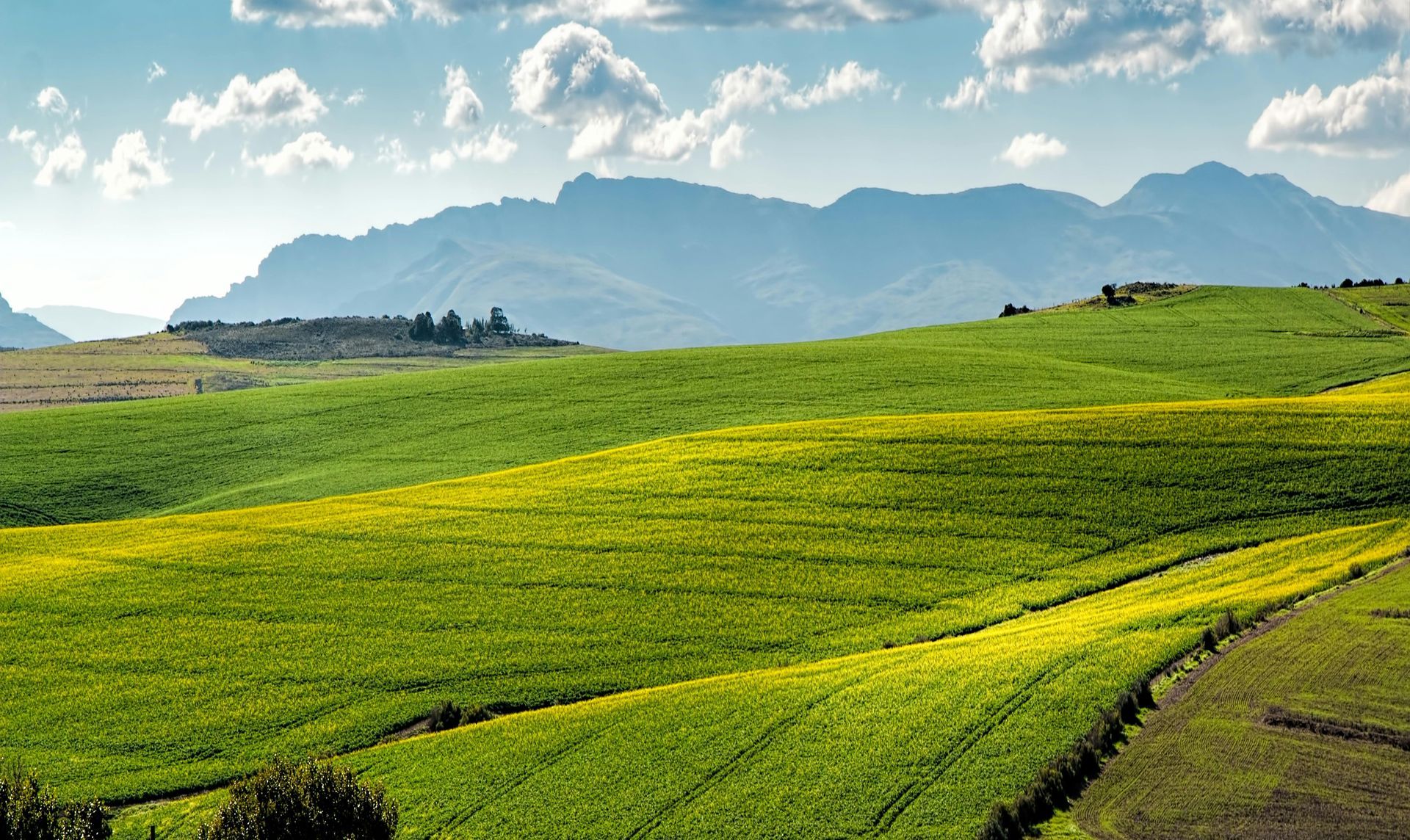 A green agricultural field stretches into the distance under a partly cloudy sky at sunset. A green agricultural field stretches into the distance under a partly cloudy sky at sunset.