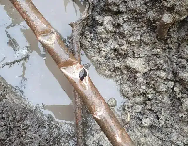 A punctured and dented copper pipe lying in muddy, wet soil, showing signs of damage and leakage.
