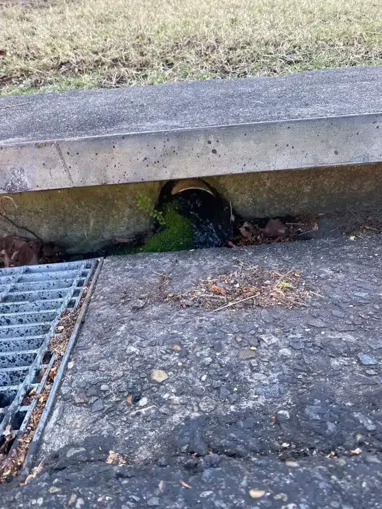 A metal drainage grate next to a concrete curb with a small, mossy opening underneath.