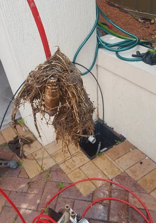 A large, fibrous mass of tree roots pulled from an irrigation sprinkler box on a paved patio.