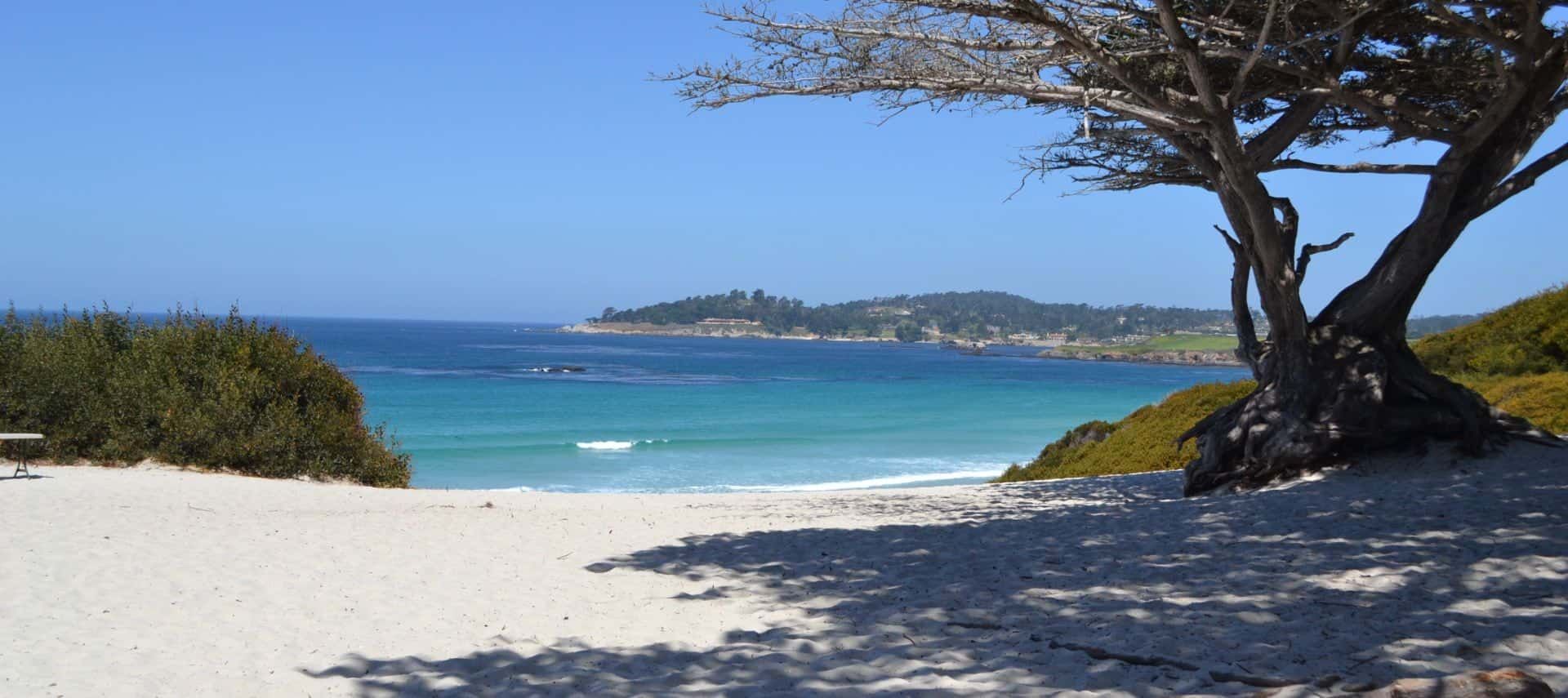 White sandy beach with a Cypruss tree next to the ocean with teal and blue water and tree-covered hills in the background
