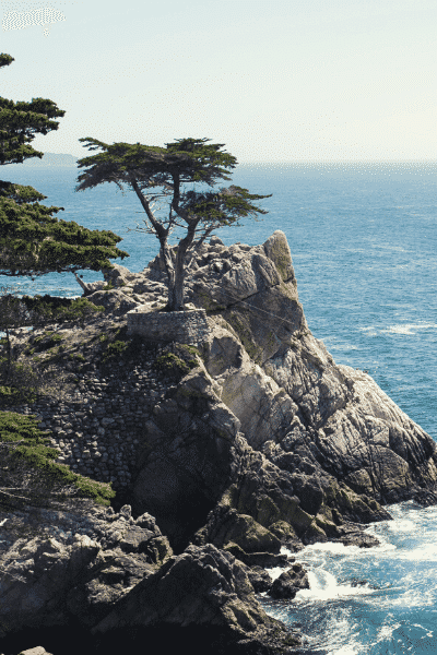 Monterey's famous Lone Cypress