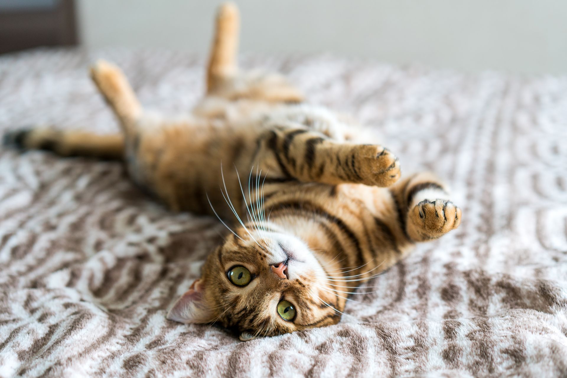 Bengal cat lying on its back on a bed, looking up with a playful expression.
