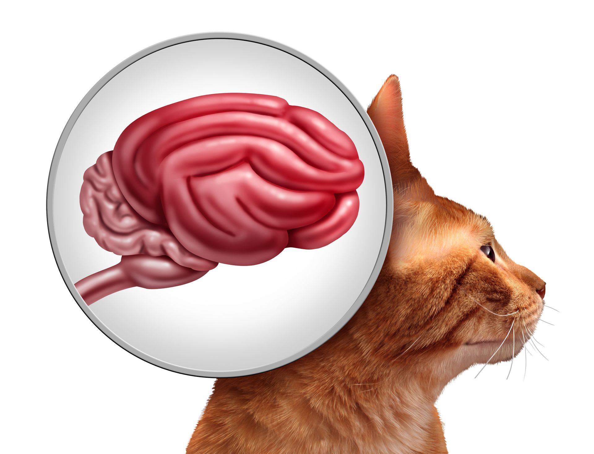 A close-up of a ginger cat's head with a circular inset highlighting a detailed illustration of a brain.