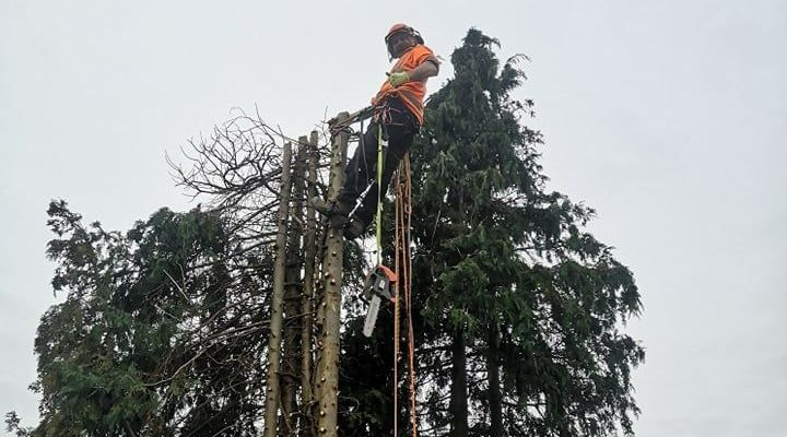Conifer Climbing